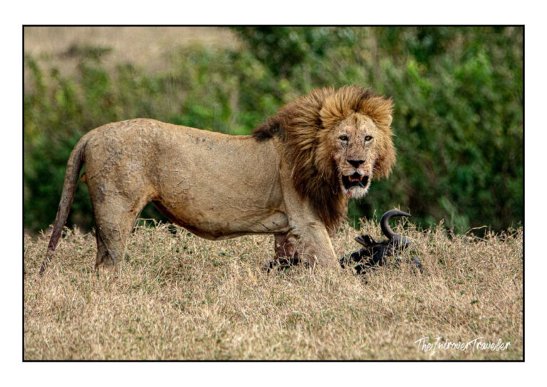A safari photography guide for beginners