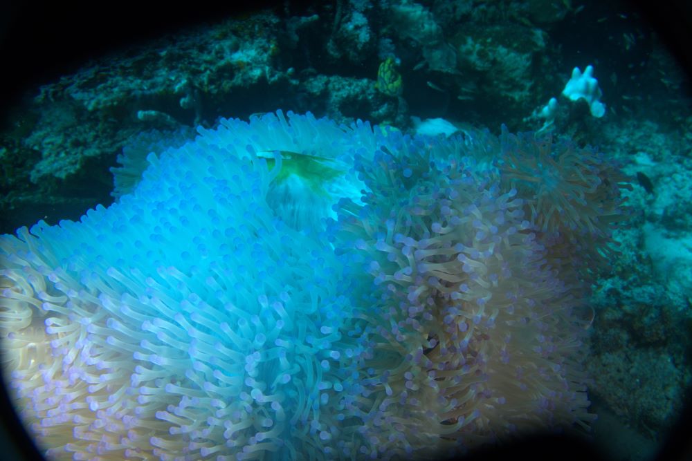 Glowing blue sea anemones captured underwater, showing real diving photography challenges with buoyancy and currents
