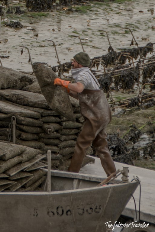 Cancale oyster farmer loading mesh bags of oysters onto a flat-bottomed boat at low tide