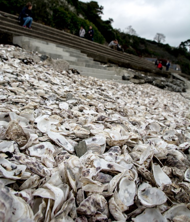 Thousands of discarded oyster shells covering the beach at Cancale, Brittany's oyster capital