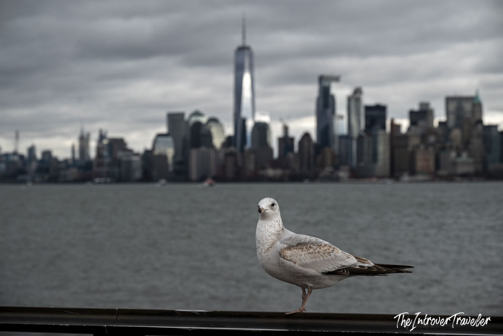 Seagull perched on a railing with the Manhattan skyline and One World Trade Center behind it