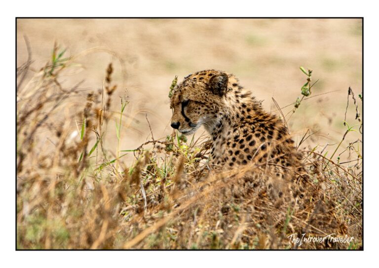 A Safari trip in Tanzania (Africa): An Immersive Experience Among the Giants of the Savanna