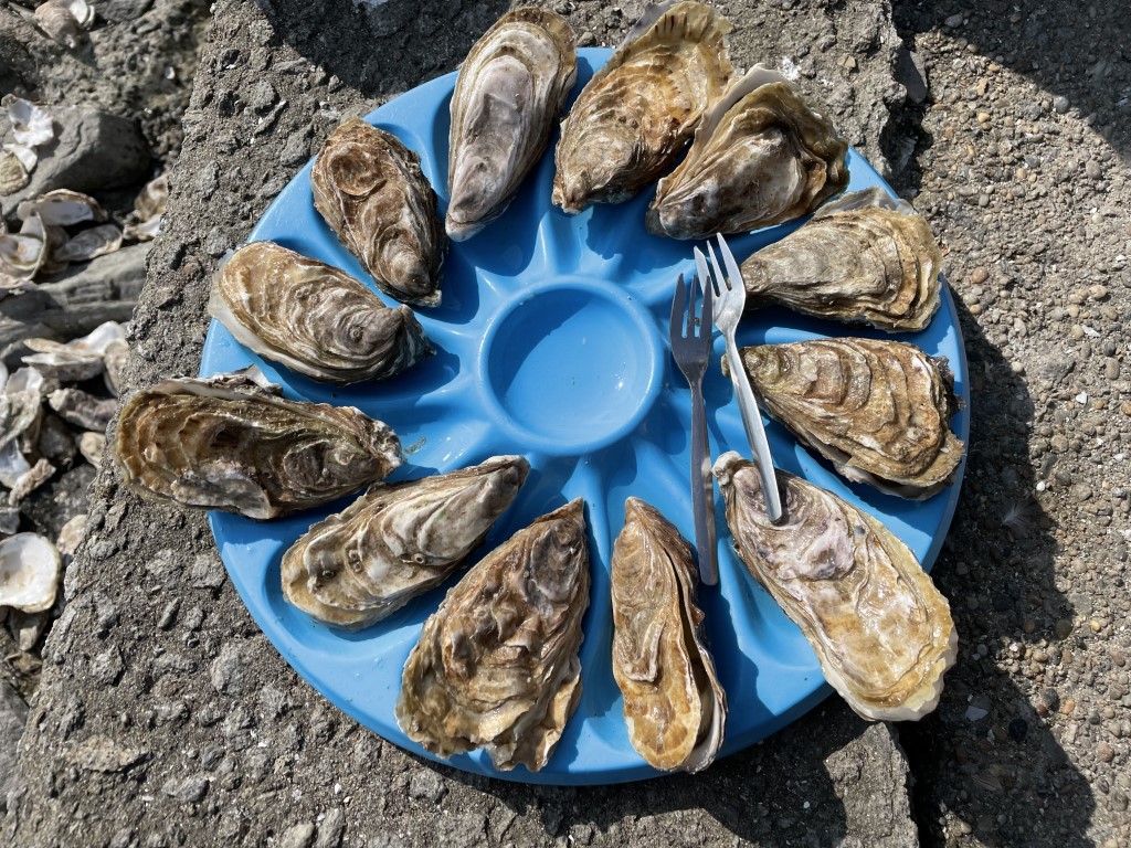 Dozen fresh Cancale oysters on a blue plate at the Marché aux Huîtres, Brittany