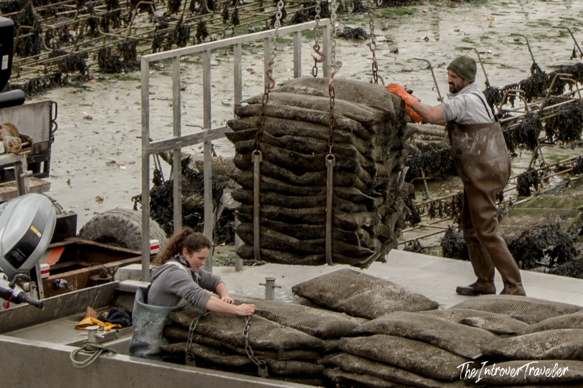 Oyster farmers in Cancale handling mesh bags of oysters on a flat-bottomed boat at low tide