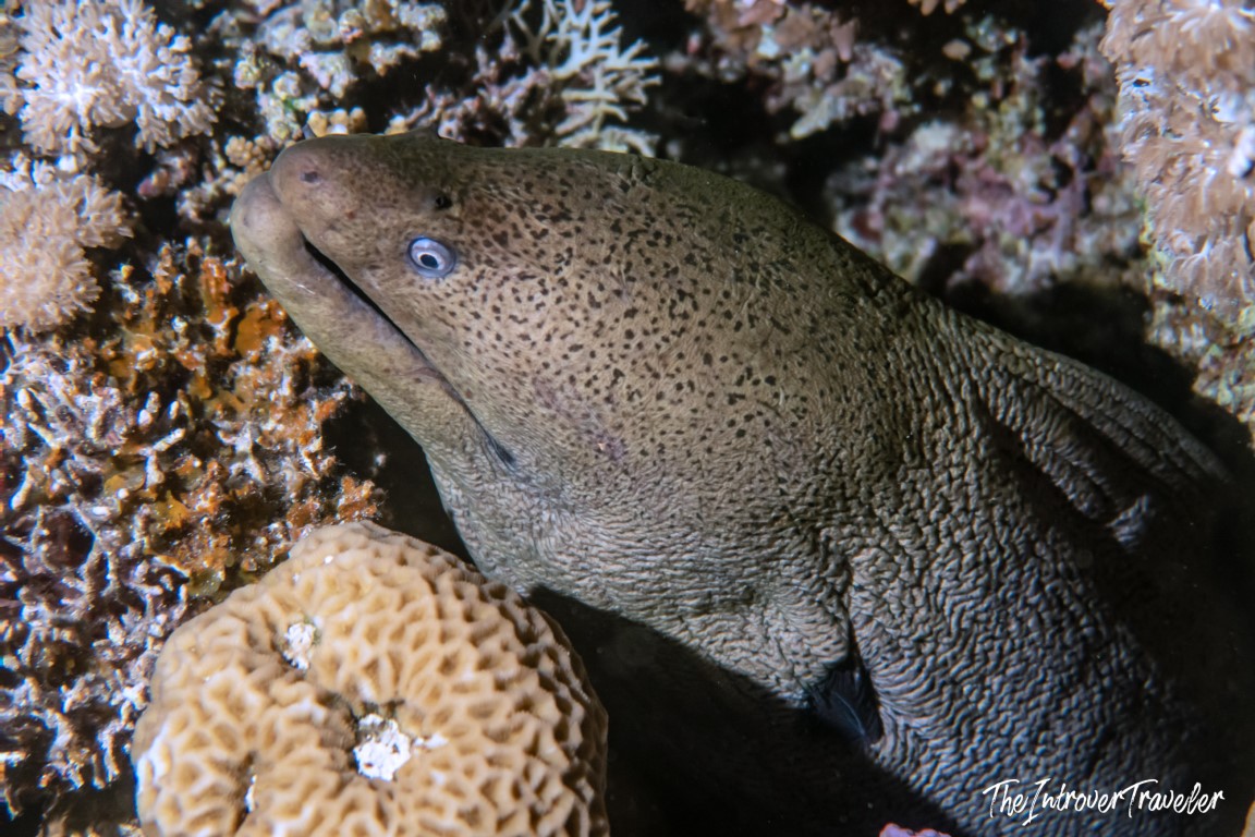 Close-up of a giant moray eel nestled in coral reef, a key marine encounter for scuba divers worldwide