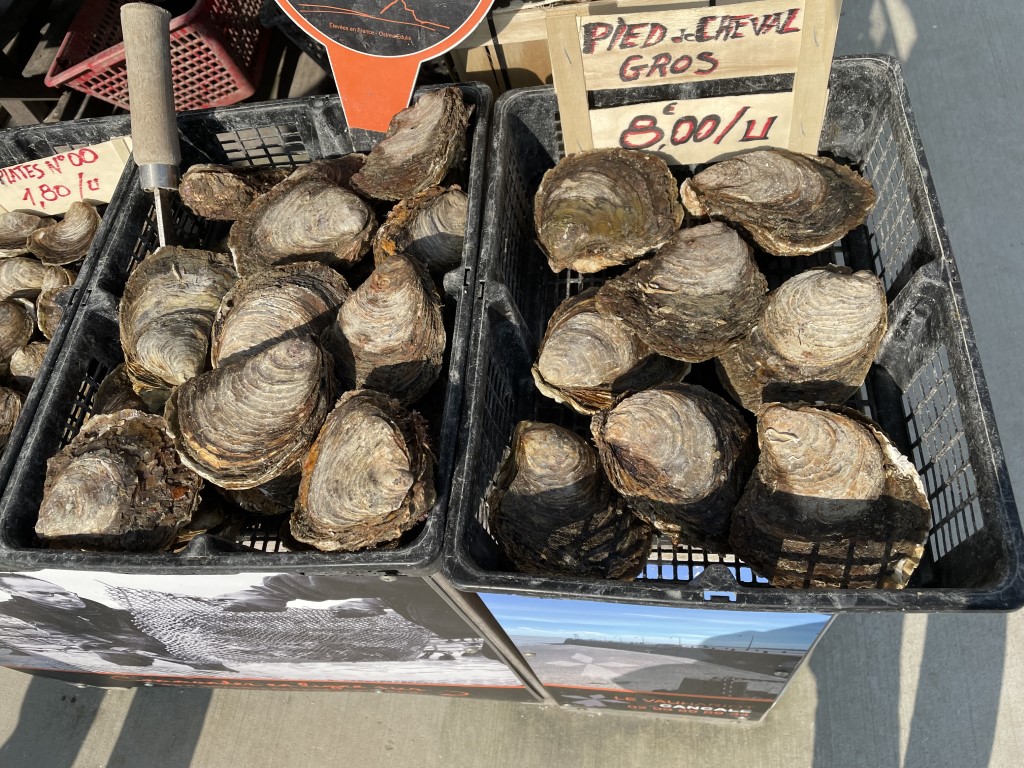 Fresh Pied de Cheval gros oysters priced at 8 euros each at Cancale market, Brittany