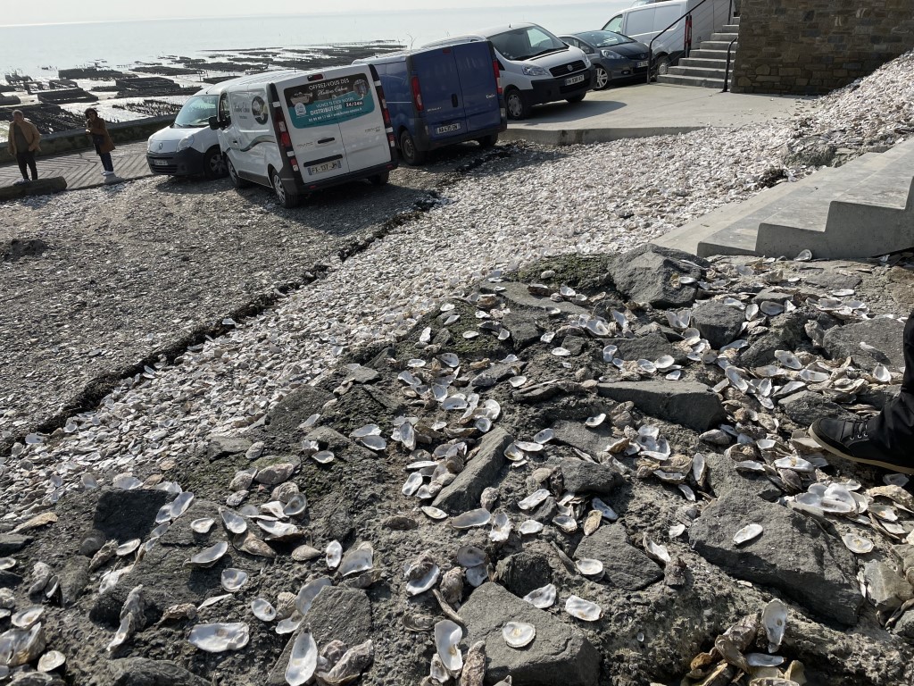 Discarded oyster shells covering the rocky shore at Cancale, Brittany's famous oyster port
