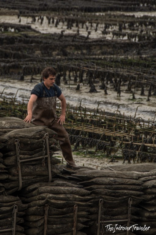 Oyster farmer in waders tending mesh bags at Cancale oyster beds in Brittany