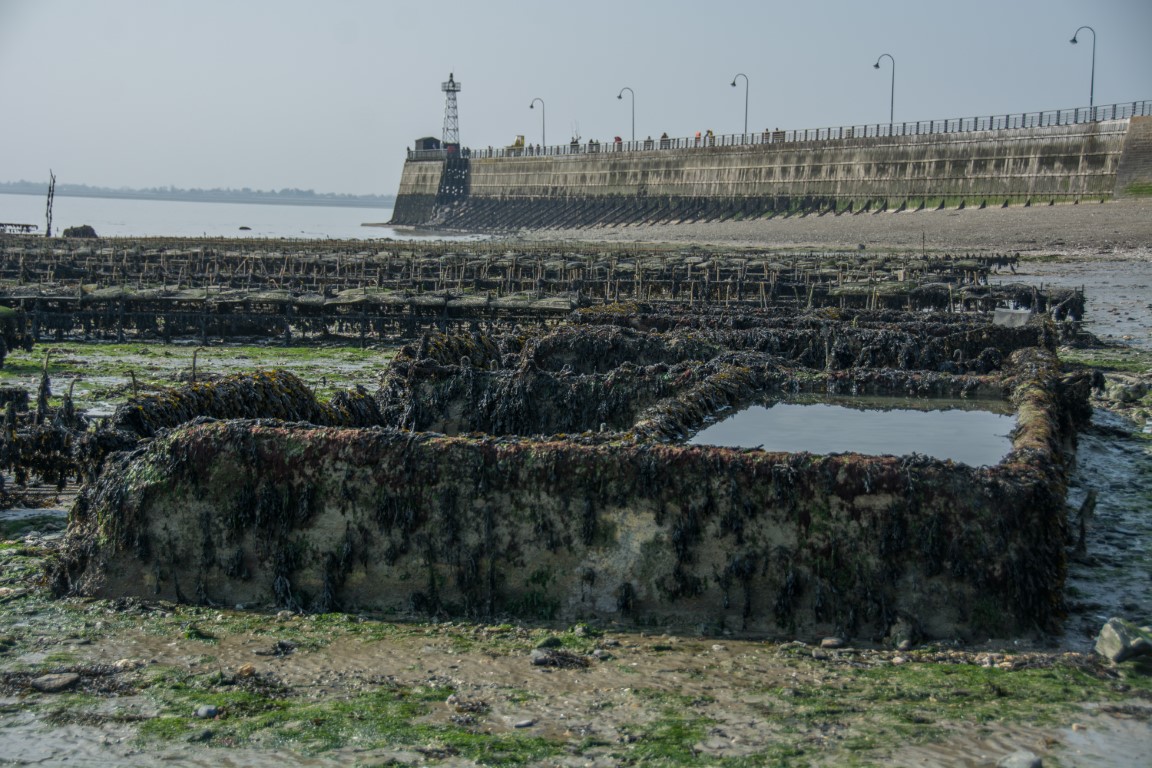Cancale oyster beds exposed at low tide with the stone jetty and lighthouse in the background