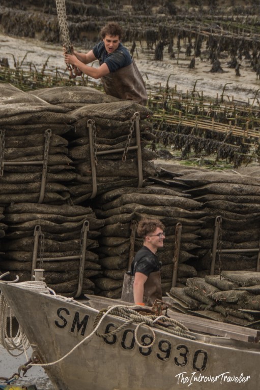 Cancale oyster farmers unloading mesh bags from a flat-bottomed boat at low tide in Brittany