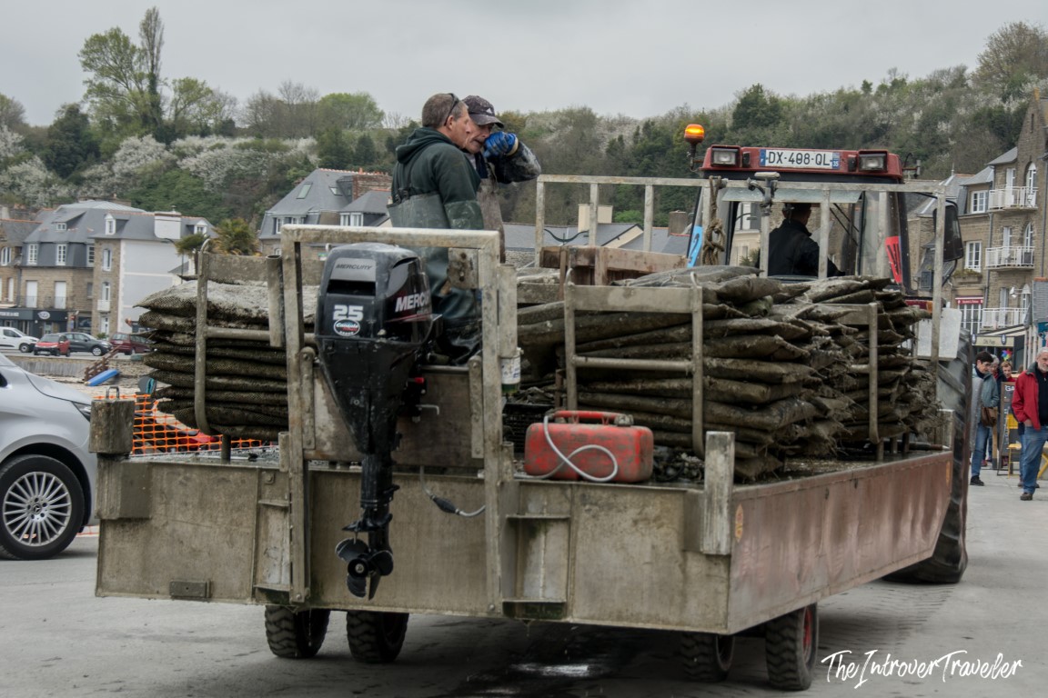 Cancale oyster farmer hauling muddy oyster bags on a tractor trailer along the Brittany harbor
