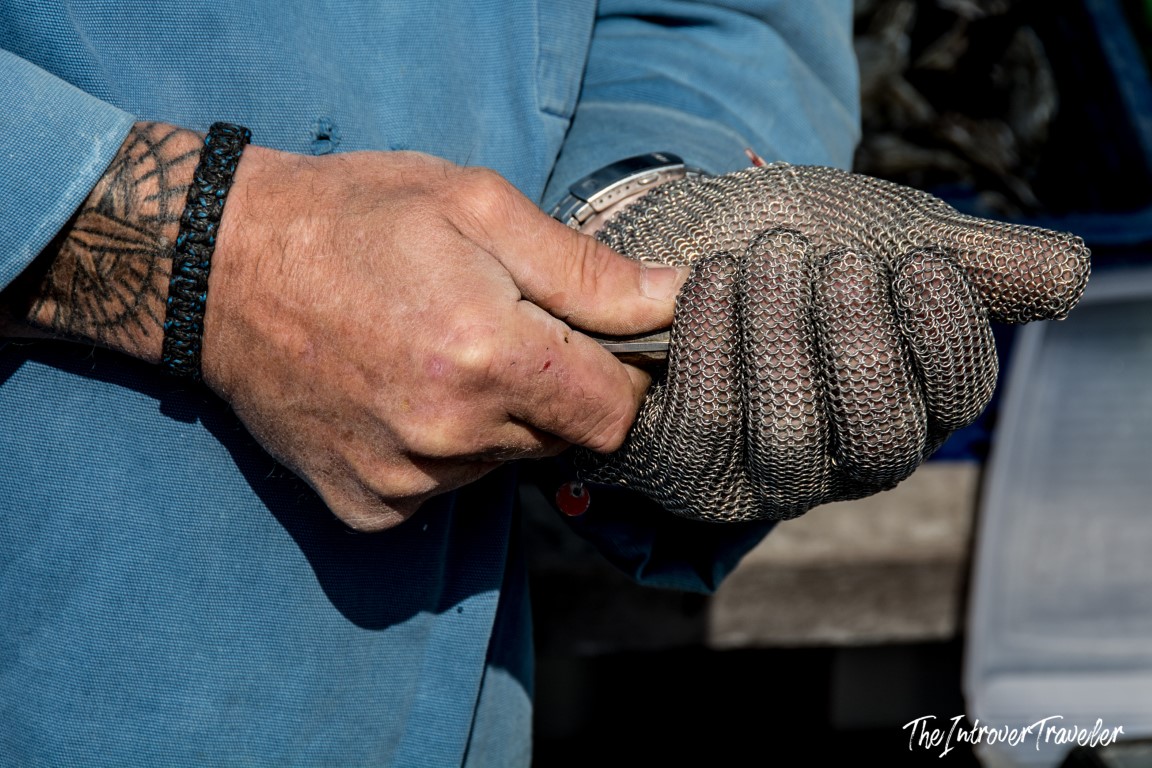 Cancale oyster shucker putting on a steel mesh safety glove before opening oysters