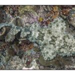 Camouflaged wobbegong shark resting on a coral reef while diving in Raja Ampat