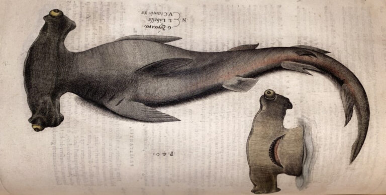 Diving at Daedalus reef or Ode to the hammerhead shark