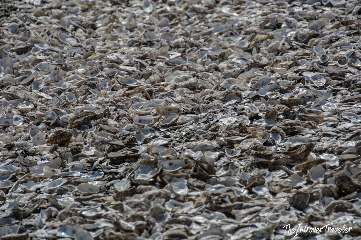 Thousands of discarded oyster shells covering the beach at Cancale, Brittany's oyster capital