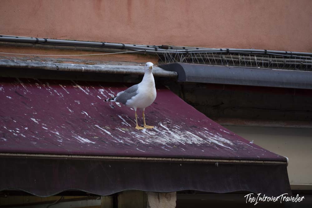 A bold seagull perched on a droppings-covered shop awning, the blogger's reluctant photography subject
