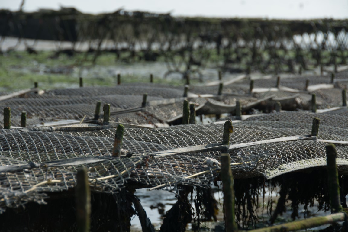 Wire mesh oyster farming cages on the tidal flats of Cancale, Brittany