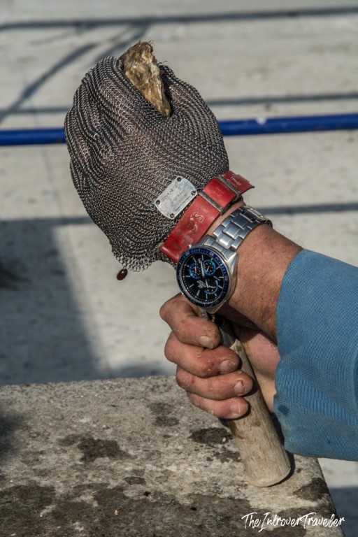 Oyster shucker in Cancale wearing a chainmail glove, holding a freshly opened Breton oyster
