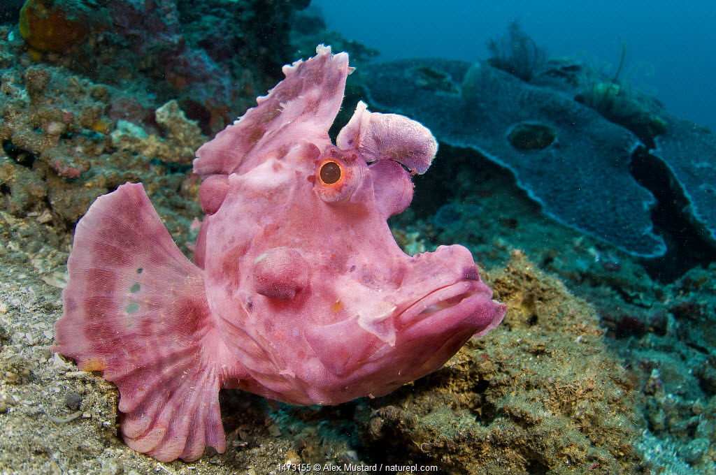 Vivid pink frogfish on coral reef, example of stunning underwater photography by Alex Mustard
