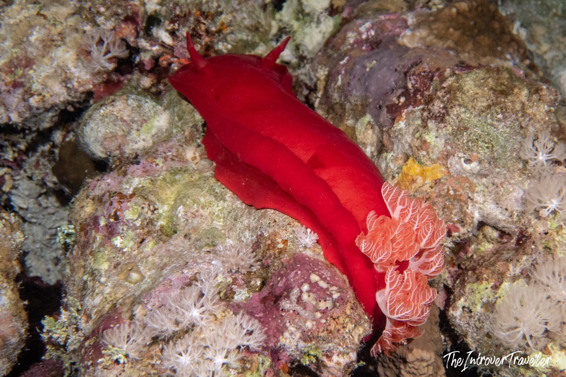 Vibrant red nudibranch crawling over coral reef, a colorful marine encounter for scuba divers worldwide