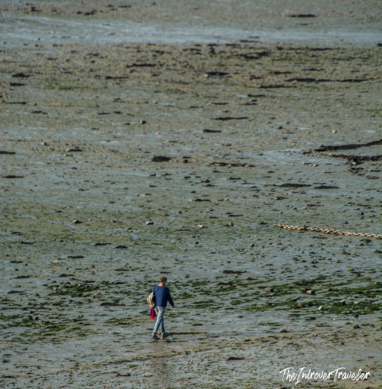 Visitor walking across exposed oyster beds at low tide in Cancale, Brittany