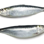 Two fresh sardines on a white background