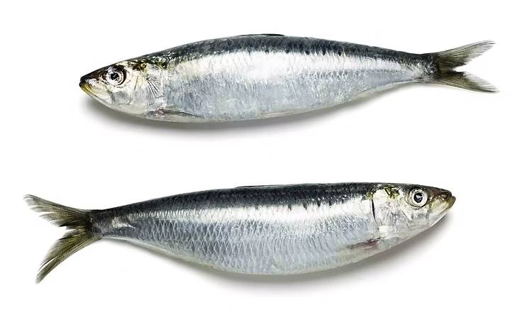 Review of the book The Eloquence of the Sardine by Bill François