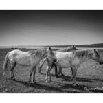 Wild horses in the island of Asinara, Sardinia, Italy