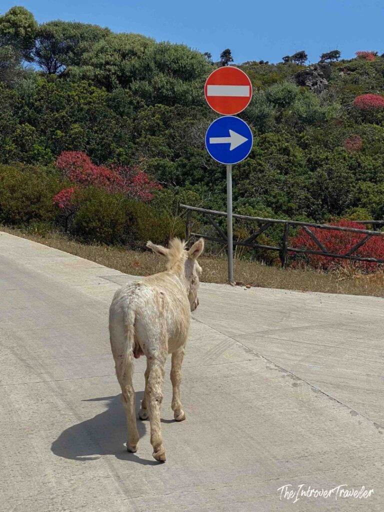 A donkey in Asinara, Sardinia