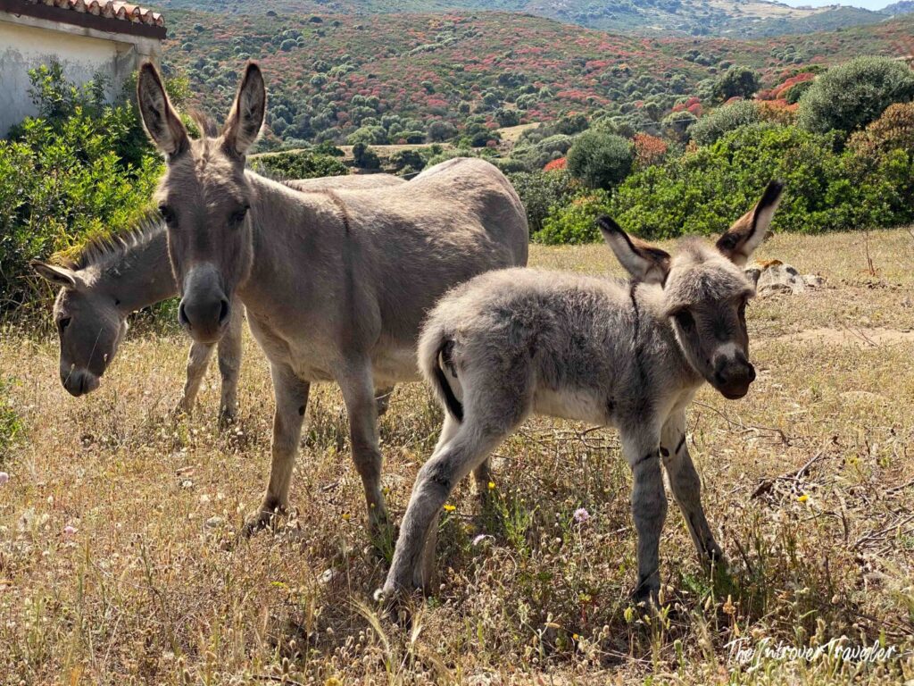 Donkeys in Asinara, Sardinia