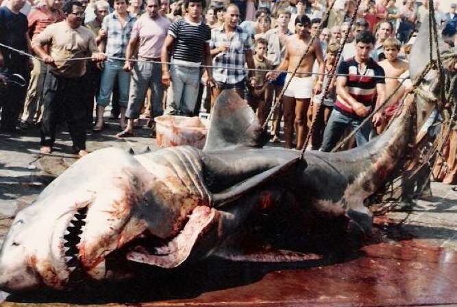 Gallipoli-1979-great white shark